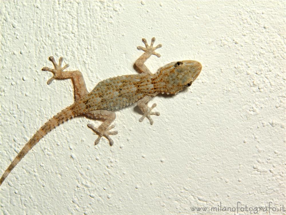 Taviano (Lecce, Italy) - Gecko on the wall of a house